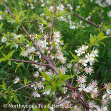 Load image into Gallery viewer, Hawthorn Tincture