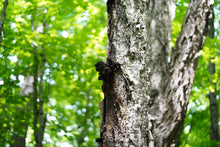 Load image into Gallery viewer, Chaga Mushroom Tincture - Dual Extraction