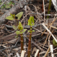 Load image into Gallery viewer, Japanese Knotweed