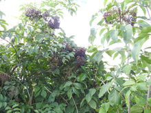 Load image into Gallery viewer, Elderberry Cuttings
