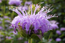 Load image into Gallery viewer, Bee Balm Tea