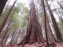 Load image into Gallery viewer, Flora and Fauna - Nature Walk - July 15th 2025