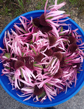 Load image into Gallery viewer, Echinacea Loose Tea
