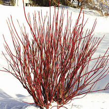 Load image into Gallery viewer, Red Oiser Dogwood Cuttings &#39;&#39;Sold out until January 2025&#39;&#39;
