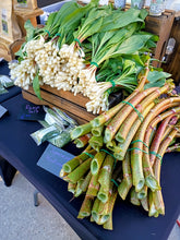 Load image into Gallery viewer, Japanese Knotweed