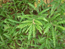 Load image into Gallery viewer, Sweet fern
