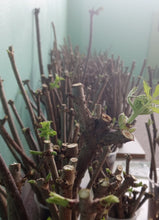 Load image into Gallery viewer, Elderberry Cuttings