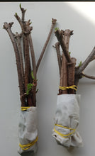 Load image into Gallery viewer, Elderberry Cuttings