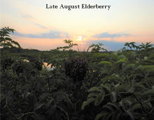 Load image into Gallery viewer, Elderberry Cuttings &#39;&#39;Sold out until January 2025&#39;&#39;
