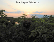 Load image into Gallery viewer, Elderberry Cuttings