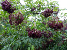 Load image into Gallery viewer, Elderberry Cuttings