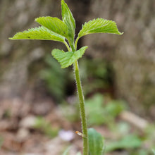 Load image into Gallery viewer, Nettle Loose Tea
