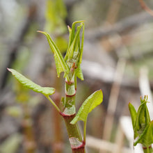 Load image into Gallery viewer, Japanese Knotweed
