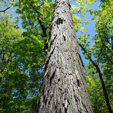 Load image into Gallery viewer, Shagbark Hickory Tea
