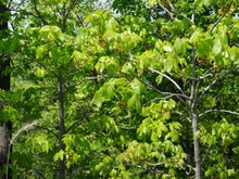 Load image into Gallery viewer, Shagbark Hickory Tea
