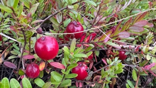 Load image into Gallery viewer, Cranberry Syrup
