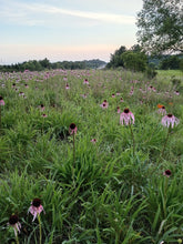 Load image into Gallery viewer, Echinacea Loose Tea
