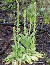 Load image into Gallery viewer, Mullein Loose Tea

