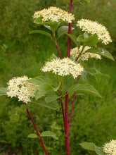 Load image into Gallery viewer, Red Oiser Dogwood Cuttings &#39;&#39;Sold out until January 2025&#39;&#39;
