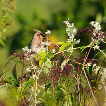 Load image into Gallery viewer, Elderberry Cuttings
